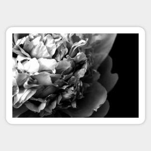 Black and White Summer Peony Sticker